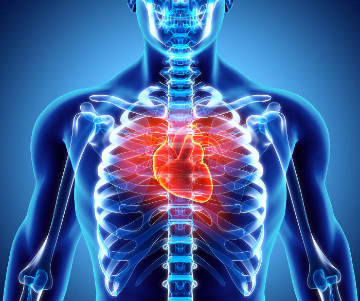 Metabolismo cardíaco